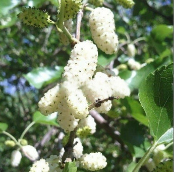 Плодовые деревья и плодовые крупномеры (большемеры) / 9