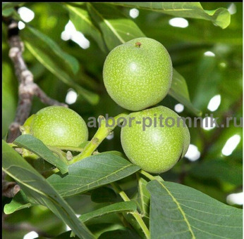 Плодовые деревья и плодовые крупномеры (большемеры) / 10