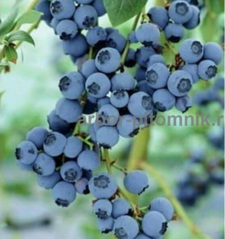 Саженцы и крупномеры голубики купить в Москве с посадкой - 1/10