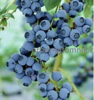 Саженцы и крупномеры голубики купить в Москве с посадкой