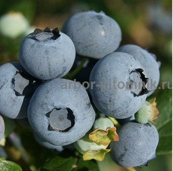 Саженцы и крупномеры голубики купить в Москве с посадкой / 2