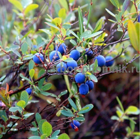 Саженцы и крупномеры голубики купить в Москве с посадкой - 3/10