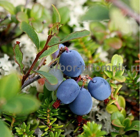 Саженцы и крупномеры голубики купить в Москве с посадкой - 4/10
