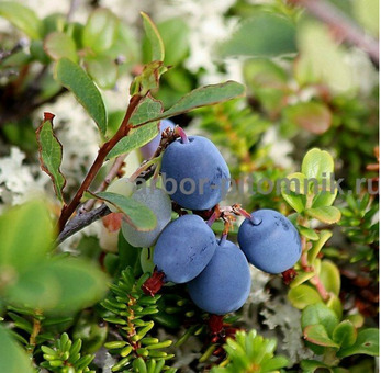 Саженцы и крупномеры голубики купить в Москве с посадкой / 4