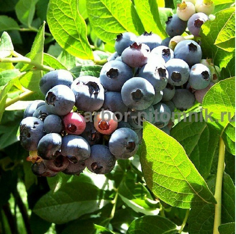 Саженцы и крупномеры голубики купить в Москве с посадкой - 5/10