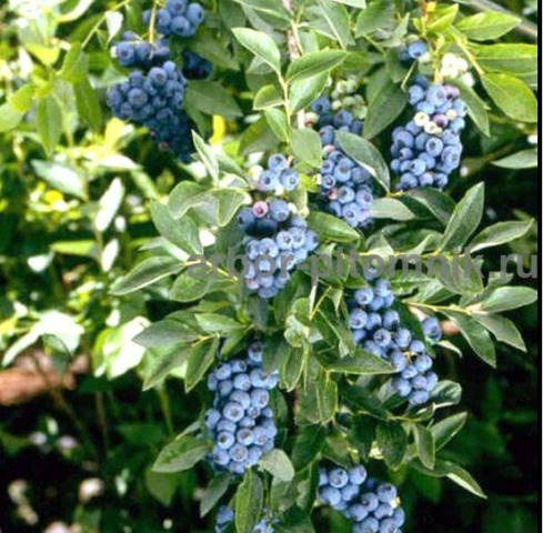 Саженцы и крупномеры голубики купить в Москве с посадкой - 7/10