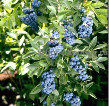 Саженцы и крупномеры голубики купить в Москве с посадкой / 7