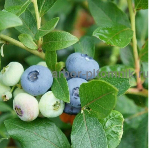 Саженцы и крупномеры голубики купить в Москве с посадкой - 8/10