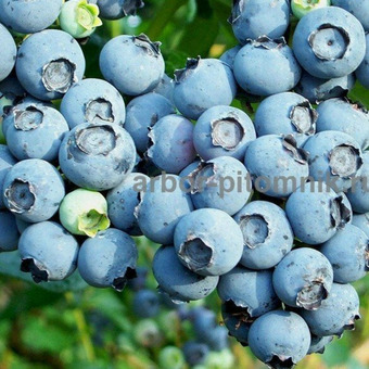 Саженцы и крупномеры голубики купить в Москве с посадкой / 9