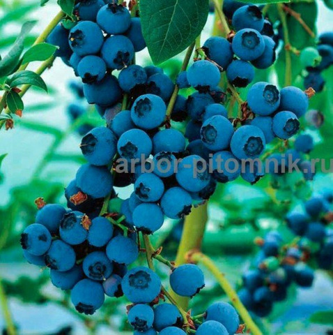 Саженцы и крупномеры голубики купить в Москве с посадкой - 10/10