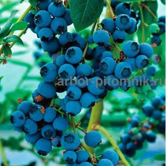 Саженцы и крупномеры голубики купить в Москве с посадкой / 10