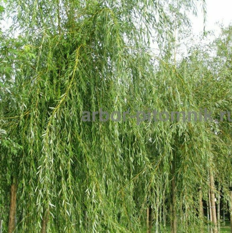 Крупномеры в Москве и Подмосковье с доставкой и посадкой - 4/10