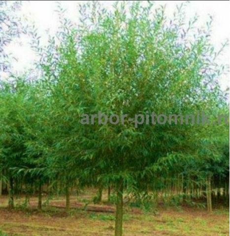 Крупномеры в Москве и Подмосковье с доставкой и посадкой - 5/10