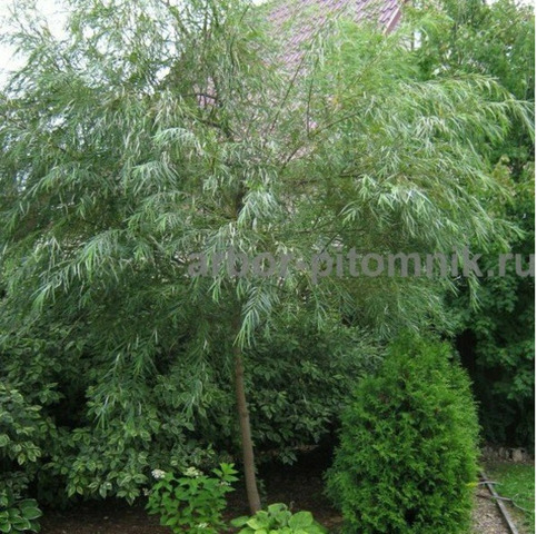 Крупномеры в Москве и Подмосковье с доставкой и посадкой - 6/10