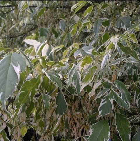 Крупномеры в Москве и Подмосковье с доставкой и посадкой - 7/10