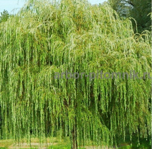 Крупномеры в Москве и Подмосковье с доставкой и посадкой - 8/10