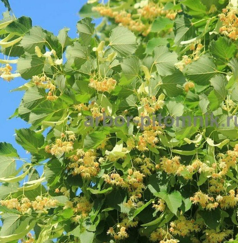 Крупномеры в Москве и Подмосковье с доставкой и посадкой - 9/10