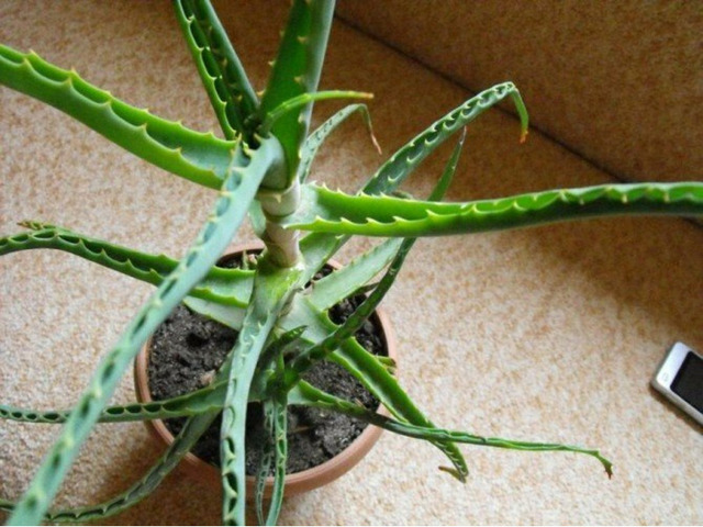 хороший подарок к новому году алоэ древовидный лечебный