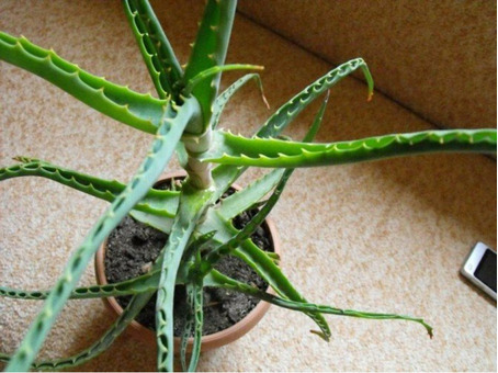 хороший подарок к новому году алоэ древовидный лечебный