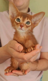Абиссинские котята