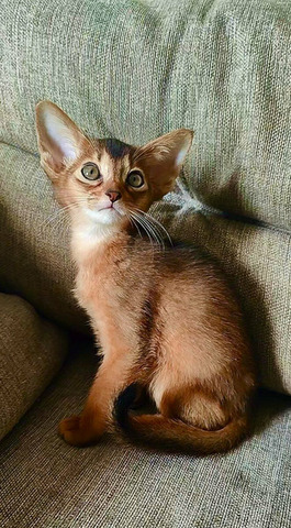 Абиссинские котята - 2/9