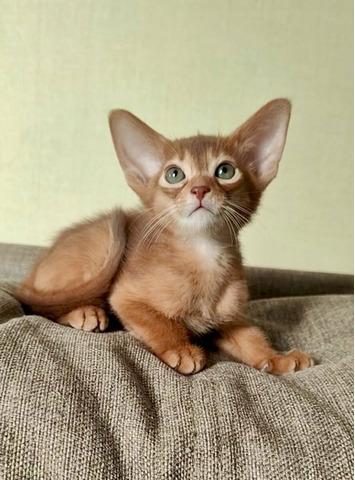 Абиссинские котята - 3/9
