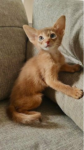 Абиссинские котята - 4/9