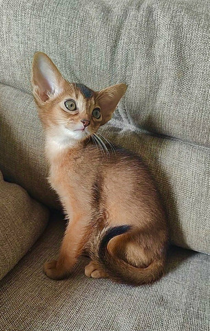 Абиссинские котята - 6/9