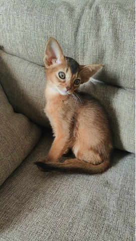Абиссинские котята - 9/9