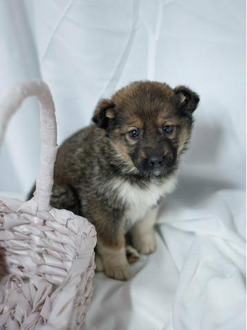 Щенок в добрые руки - 1/3