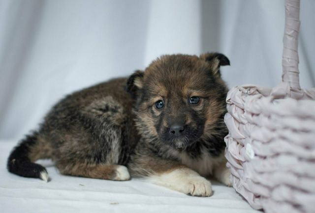 Щенок в добрые руки - 2/3