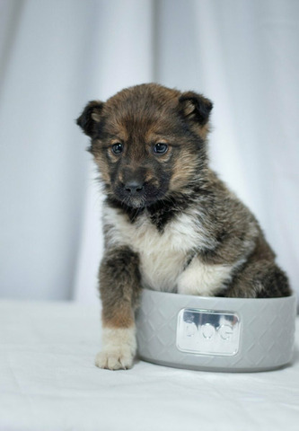 Щенок в добрые руки - 3/3