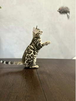 Бенгальский котенок