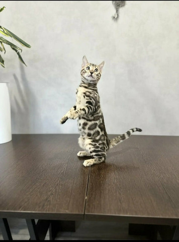 Бенгальский котенок - 3/3