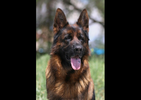 Предлагается к вязке кобель немецкой овчарки