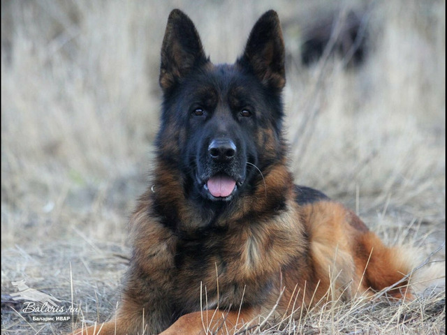 Предлагается к вязке кобель немецкой овчарки - 2/5