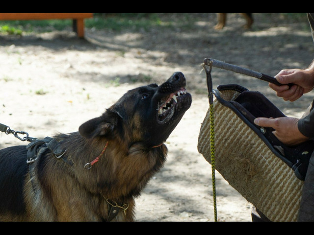 Предлагается к вязке кобель немецкой овчарки - 5/5