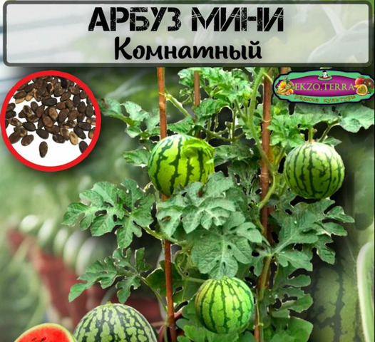 Арбуз Мини Комнатный: семена 5 шт. – Домашний урожай - 1/8