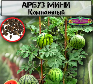 Арбуз Мини Комнатный: семена 5 шт. – Домашний урожай