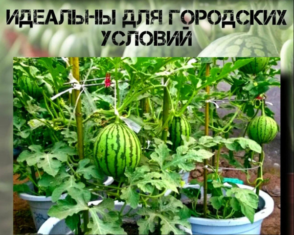 Арбуз Мини Комнатный: семена 5 шт. – Домашний урожай - 4/8