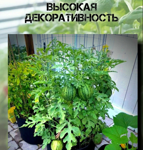 Арбуз Мини Комнатный: семена 5 шт. – Домашний урожай - 5/8