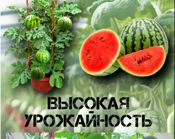 Арбуз Мини Комнатный: семена 5 шт. – Домашний урожай - 6/8