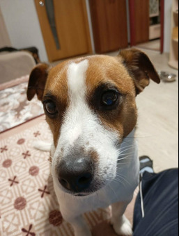 Гостиница для животных