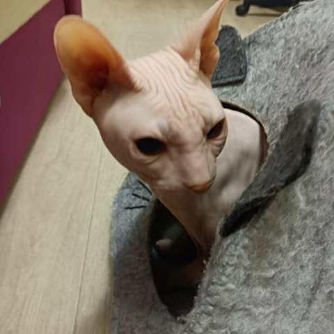 Гостиница для животных - 2/10