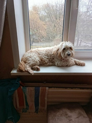 Гостиница для животных - 3/10