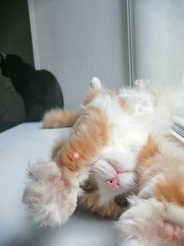 Гостиница для животных - 4/10