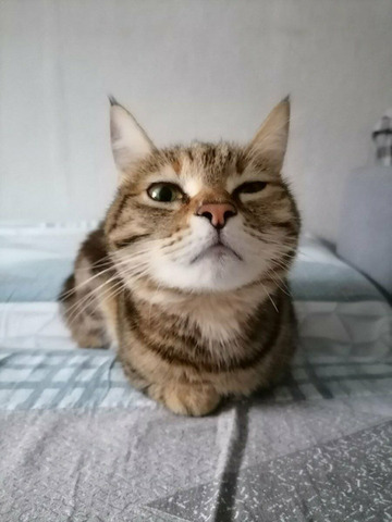 Гостиница для животных - 5/10