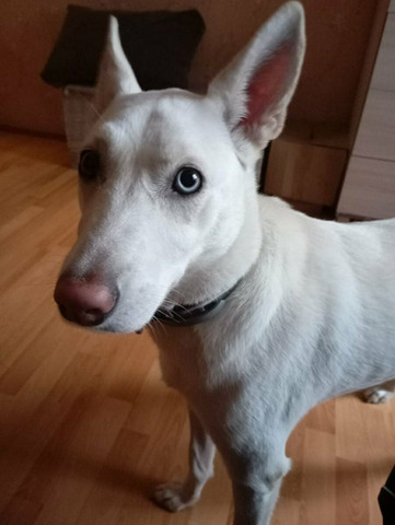 Гостиница для животных - 6/10