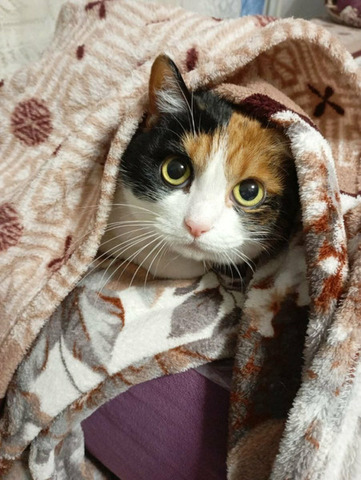 Гостиница для животных - 7/10