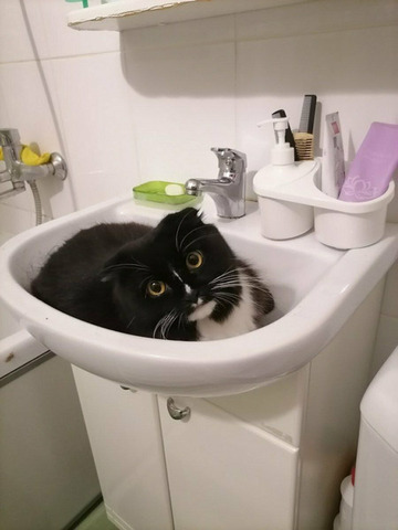 Гостиница для животных - 9/10